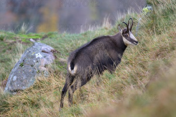 Chamois