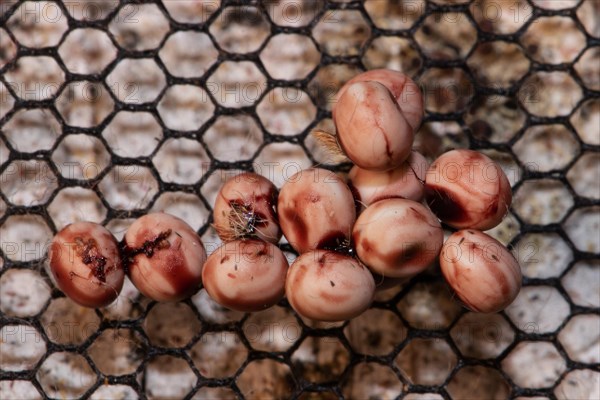 Atlas silk moth many reddish eggs