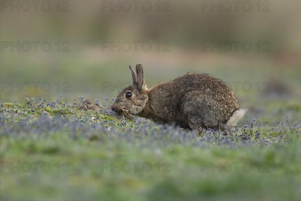 Rabbit