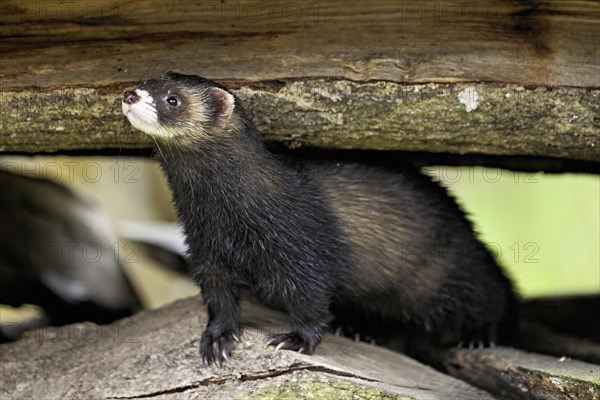 European polecat