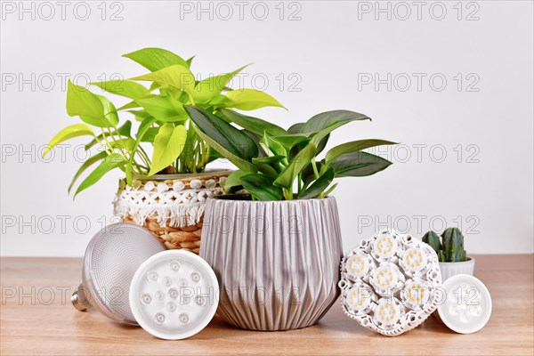 Various LED plant grow lights in front of houseplants