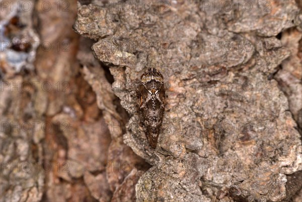 Pine foam cicada