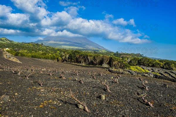 UNESCO-designated historical vineyards below Ponta do Pico