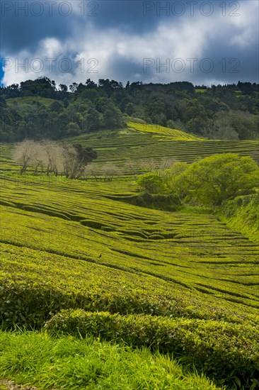 Tea plantations on the Island of Sao Miguel