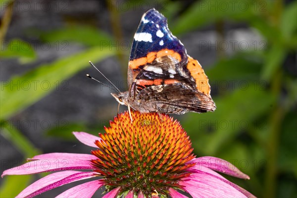 Admiral butterfly with half-opened wings sitting on a red flower looking left