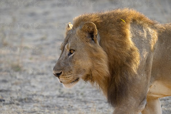 African lion