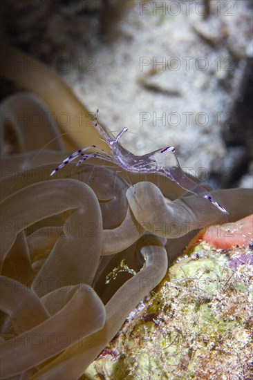 Anemone partner shrimp