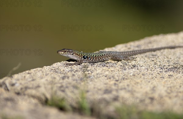 Tyrrhenian wall lizard