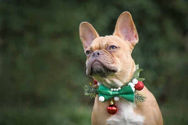 Portrait of red fawn French Bulldog dog wearing seasonal Christmas collar with green bow tie on blurry green background with copy space
