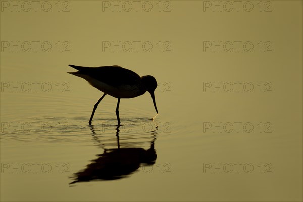 Greenshank