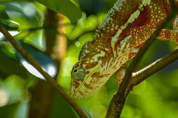 Malagasy giant chameleon