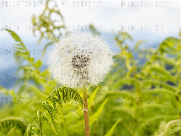 Dandelion