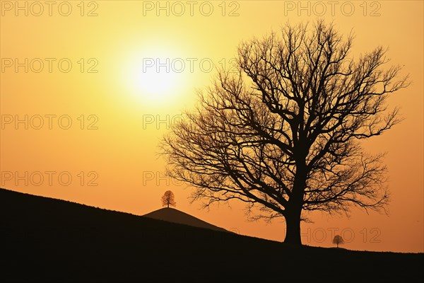 Silhouettes of an oak tree