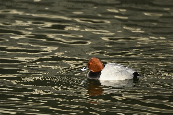 Male common pochard