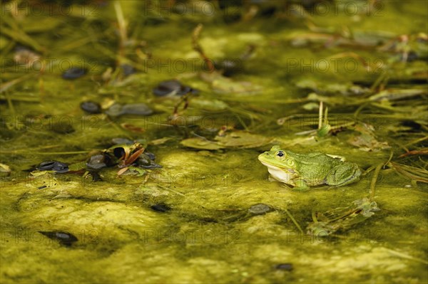 Green frog