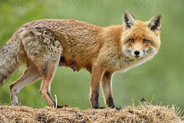 Red fox