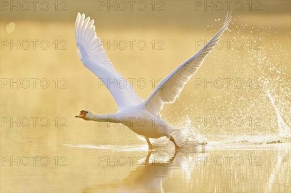 Mute Swan