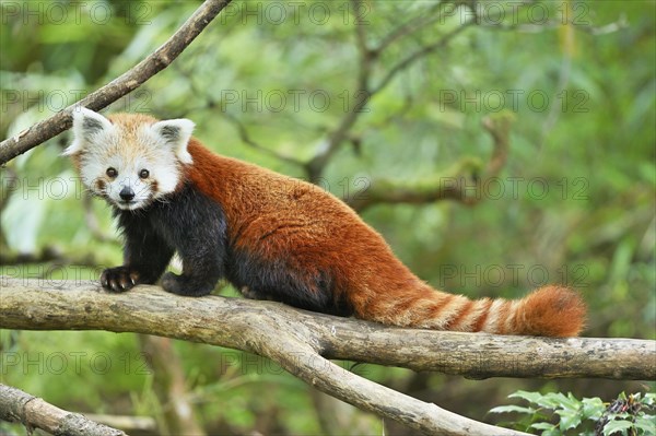 Red panda