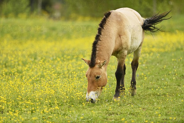 Przewalski's horse