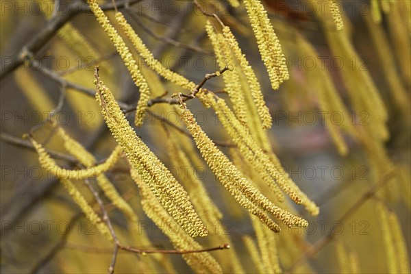 Common hazel