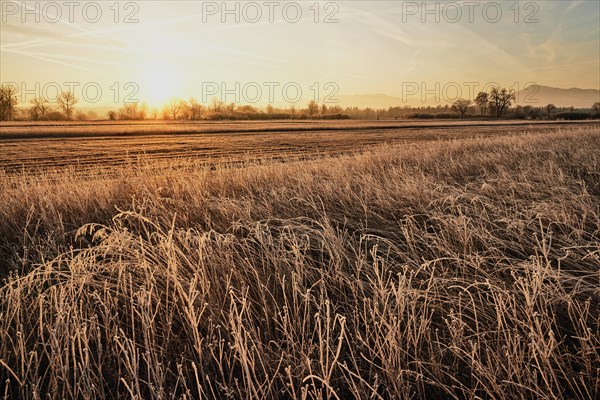 Reeds at sunrise behind Rigi