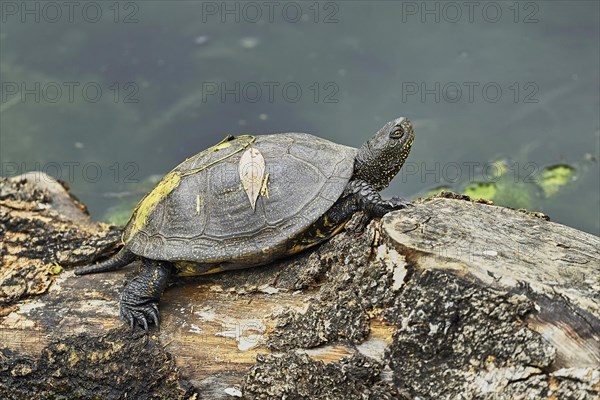 European pond turtle