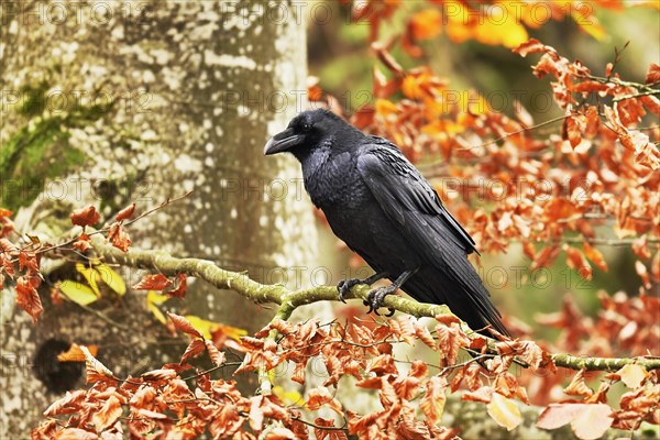 Common raven