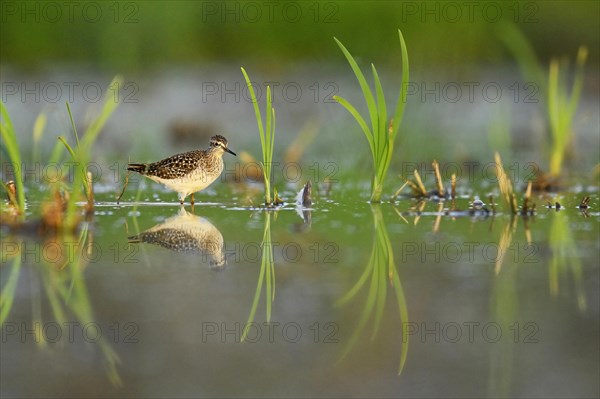 Wood Sandpiper