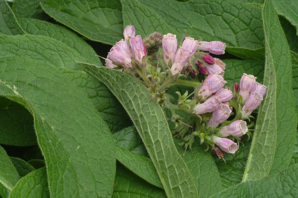 Medicinal plant common comfrey