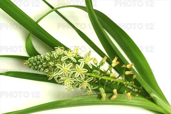 Medicinal plant genuine sea onion