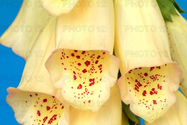 Big-flowered foxglove