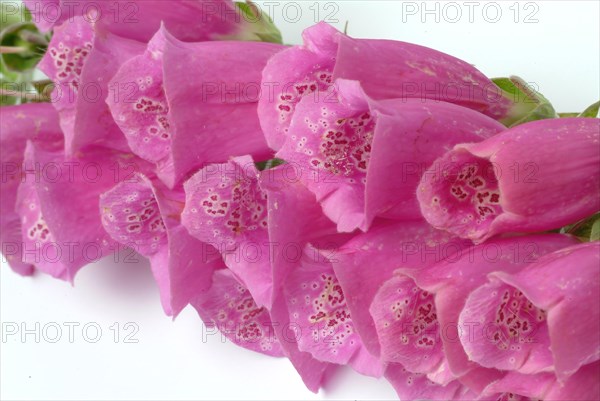 Common foxglove