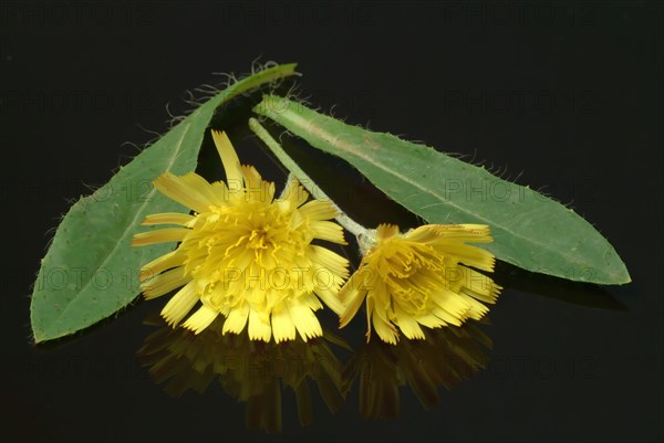 Lesser hawkweed