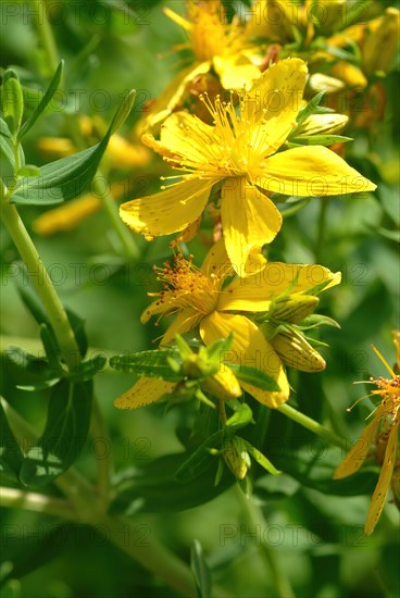 Medicinal plant St. John's wort