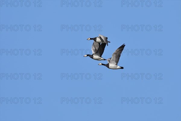 Barnacle geese