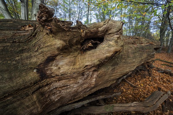 Fallen dead tree trunk in autumnal beech forest