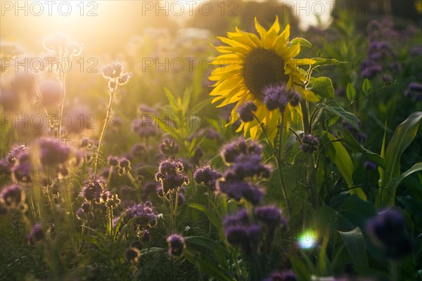 Sunflower in a field of blue flowers against beautiful evening sky