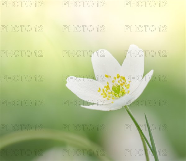 Macro of white spring flower Wood anemone