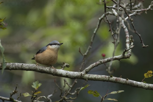 European nuthatch