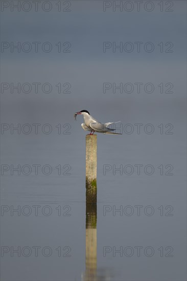 Common tern