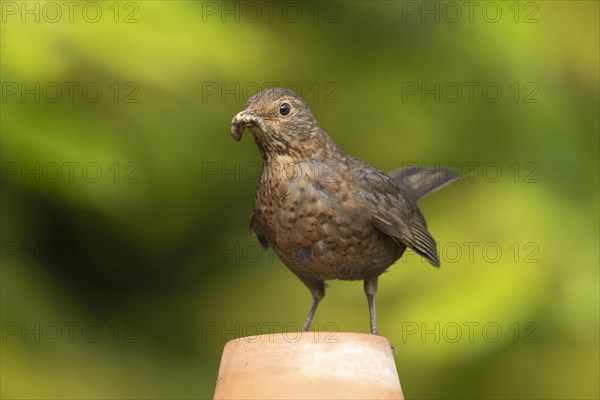 European blackbird