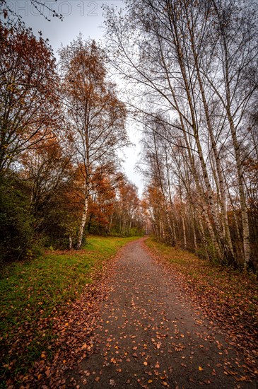 Hiking trail in birch forest with brown leaves on the path under overcast sky in autumn