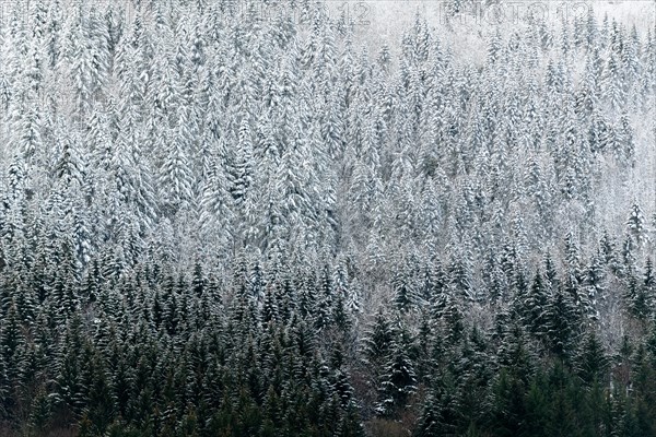 Coniferous forest dotted with the first snow in the mountains. Vosges Alsace