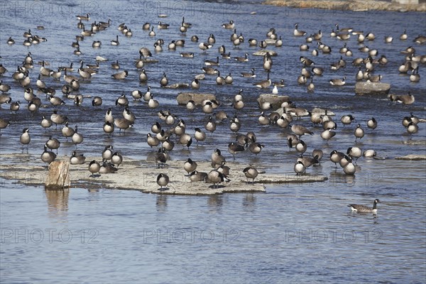 Canada geese in river