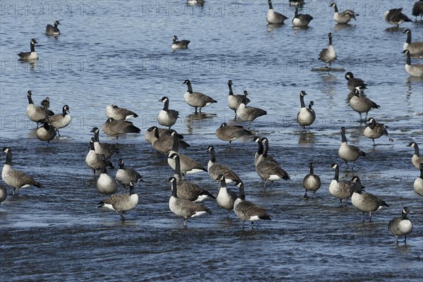 Canada geese in river