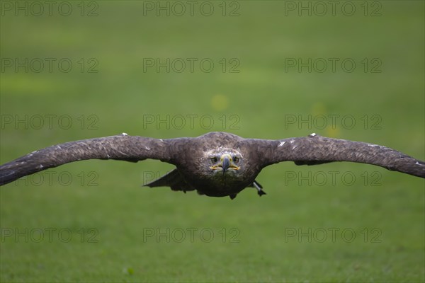 Steppe eagle