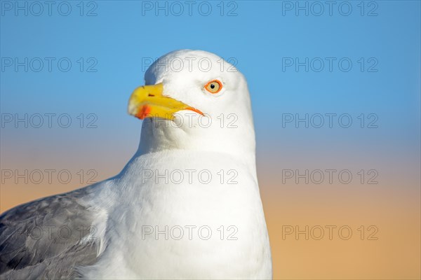 Portrait of a yellow-legged gull