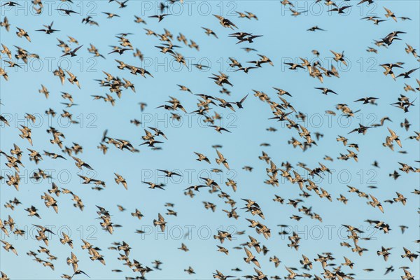 Flock of starlings in coordinated flight in the vineyard in autumn. Alsace