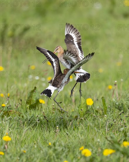 Black-tailed Godwit