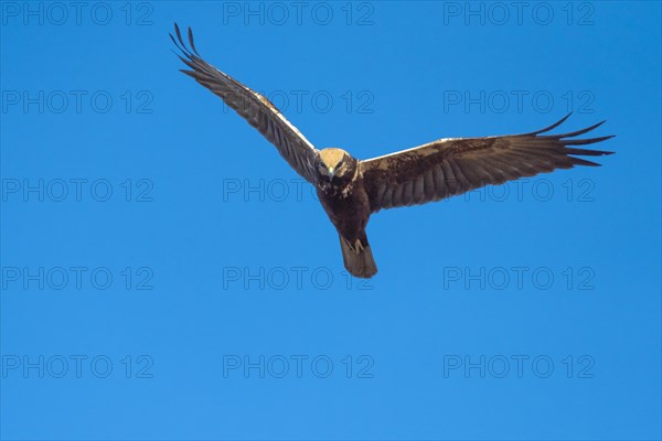 Western marsh-harrier